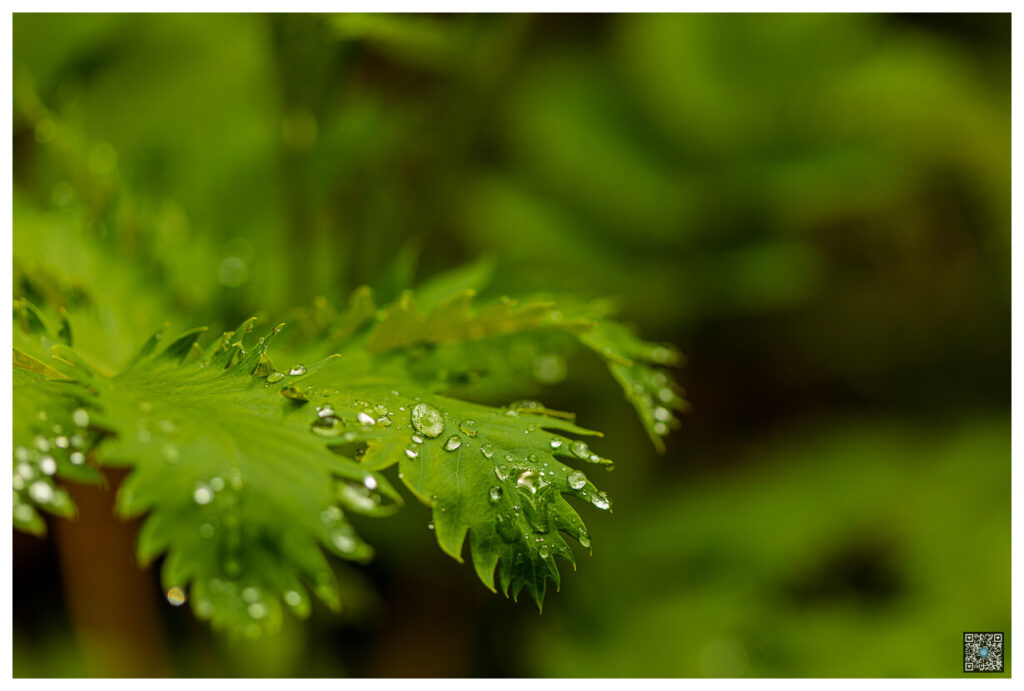 irlande_0075