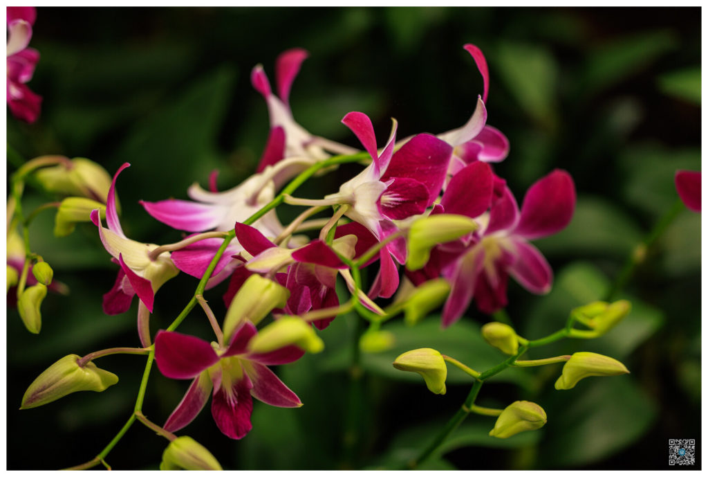 singapour_0046.jpg