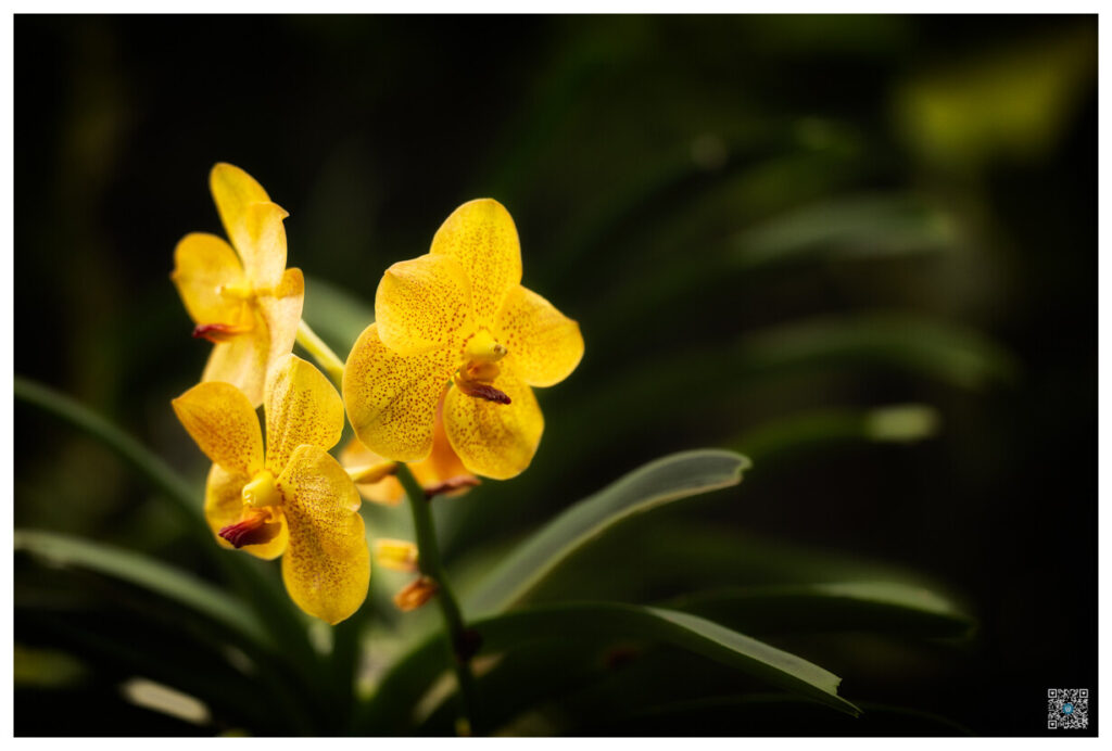 singapour_0050