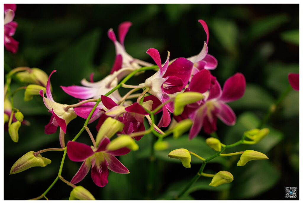 singapour_0051