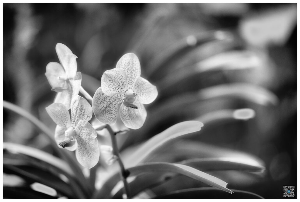 singapour_bw_0039.jpg
